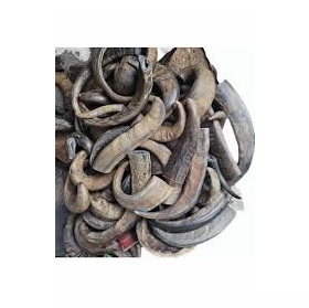 Cuerno de Búfalo Natural Pulido, Artesanía India Ecológica, Color Natural, Estilo Amoroso, Artículo Coleccionable, Venta al Por Mayor - Product Image 4