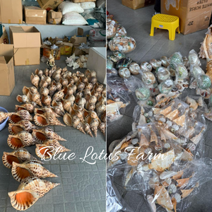 เปลือกหอยเป๋าฮื้อคุณภาพเยี่ยมจากทะเลเวียดนาม งานแฮนด์เมด จำนวนมาก สำหรับตกแต่งชายหาด รุ่นบลูโลตัส วินเซนต์ - Product Image 3
