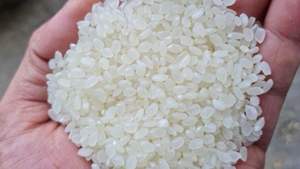 Riz Japonica de Bonne Qualité, Riz Cassé, Humidité 14%, Durée de Conservation de 2 Ans, Disponible à la Vente Maintenant, Stock en Gros à Prix Abordable - Product Image 2