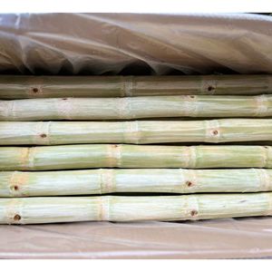 Palitos de Caña de Azúcar Congelados a Granel, Estándar de Exportación, Sabor Natural Fresco, Ideales para el Procesamiento de Bebidas y la Fabricación de Alimentos - Product Image 5