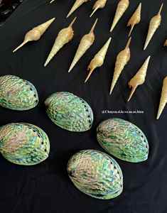 Concha de Abulón Natural de Alta Calidad con Colores Arcoíris Brillantes y Forma Orgánica Única para una Decoración Elegante - Product Image 6