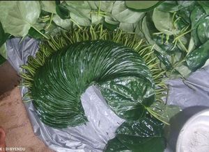 ใบพลูสดพร้อมที่ล็อคความชื้นการเตรียม paan แบบดั้งเดิมสำหรับการใช้อาหารที่ปลอดภัยในราคาที่ดีที่สุดโดยผู้ส่งออก - Product Image 5