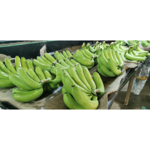 Bananes Cavendish vertes de qualité supérieure, fraîchement récoltées pour la cuisson, la friture, les chips et la chaîne d'approvisionnement commerciale - Product Image 5