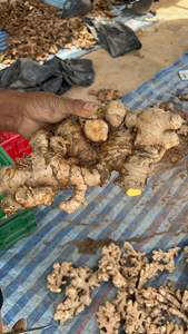 Productor y Exportador de Jengibre de Vietnam que Suministra Jengibre Fresco Natural en Grandes Cantidades para Importadores Globales - Product Image 6