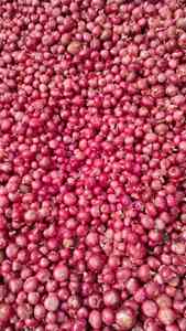 Oignons rouges de qualité export, sélection de la cuisine mondiale enrichie du Vietnam - Product Image 2