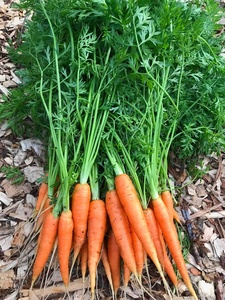 Zanahorias Frescas de Alta Calidad, Naturales y Saludables, Zanahoria Roja, Suministro a Granel para Procesamiento de Alimentos, Mercado Mayorista de Exportación, Austria - Product Image 2