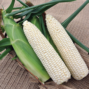 Maíz blanco seco asequible, maíz blanco sin OGM y maíz blanco para alimentación humana y animal, maíz blanco seco/maíz, apto para - Product Image 1