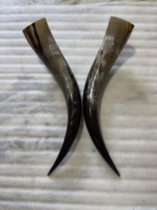 Paire de cornes de bison polies, décoration murale, design Art Déco, grande taille de 27 à 35 pouces, pour mariage, anniversaire - Product Image 3