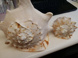 คอลเลกชันเปลือกหอยธรรมชาติทำมือสำหรับตกแต่งบ้านสไตล์โบโฮชายทะเลและฟาร์มเฮาส์ - Product Image 5
