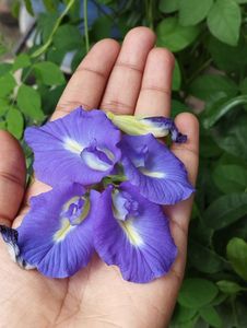Standard Bulk Dried Butterfly Pea Flowers Natural Blue Petals Herbal Tea 100% Natural <b>Slimming</b> Beverage Handmade Vietnam Using - Product Image 2