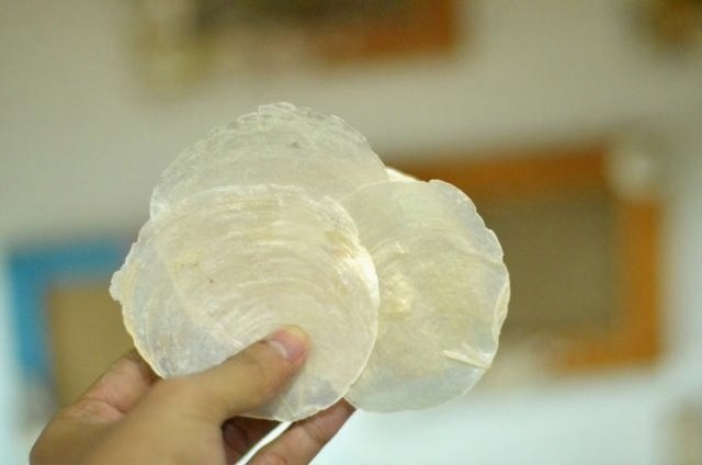 Coque de disque de vadrouille (taille&nbsp;: 7&nbsp;cm)