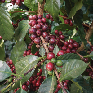 Café de Vietnam Premium de Alta Calidad, 100% Arábica, Tueste Medio, Sin Azúcar, Grado A, Granos Enteros Tostados, Empacado en Bolsas - Product Image 2