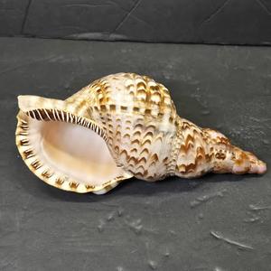 Vente directe d'usine, grande coquille de trompette naturelle polie, coquille de conque en stock à bon prix - Product Image 2
