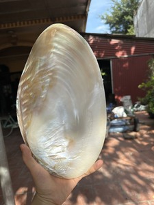 Mother of Pearl Plate Polished <b>Shell</b> Tray Natural Seashell Caviar Plate Handmade Elegant Craft Gift Wholesale Export - Product Image 4