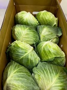 Repollo, Verduras Frescas, Rábanos, Batatas, Espinacas y Otros Vegetales de Hoja Verde de Calidad Superior y Versátiles - Product Image 5