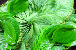 Daun Sirih Segar Premium dari Vietnam – Kualitas Tinggi & Harga Kompetitif