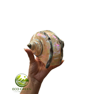 Grande coquille de mer polie et brillante pour la décoration nautique de la maison, les centres de table de mariage sur la plage, la mise en scène d'événements et les accessoires photo en gros - Product Image 2