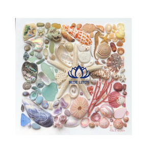 เปลือกหอยปูเสฉวนธรรมชาติทำมืออย่างยั่งยืน สีเหลือง ขาว เขียว เงิน จำหน่ายส่งจำนวนมาก ของตกแต่งบ้าน เวียดนาม - Product Image 1