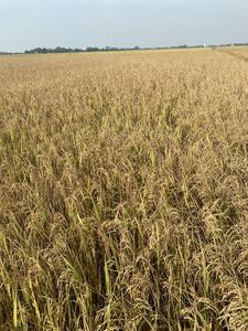 Arroz Blanco de Grano Largo Premium al por Mayor para Restaurantes, Venta al por Menor y Exportación con Granos Limpios y Excelente Sabor - Product Image 6