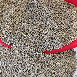 ลูกเดือยทั่วไป - Product Image 5