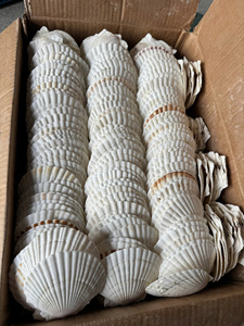 Conchas Marinas Ecológicas de Alta Calidad, Seguras y Limpias, Ideales para Decoración de Paredes y Centros de Mesa, Venta Directa - Product Image 4