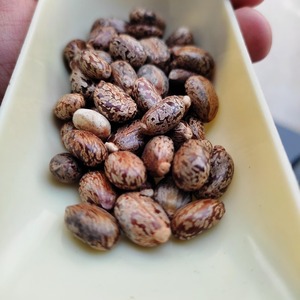Graines de ricin de haute pureté, naturellement propres, matures, emballées pour expédition en vrac et approvisionnement en traitement d'huile industrielle - Product Image 3