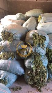 Vente en gros au Viet Nam d'algues séchées grillées (Laver verte Aonori Ulva Lactuca) flocons de laitue de mer séchée en poudre alimentation de haute qualité - Product Image 3