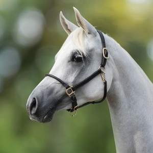 Cabestro de Cuero Occidental de Primera Calidad, Cabestro Acolchado de Cuero Genuino Cómodo para Caballos al Mejor Precio - Product Image 6