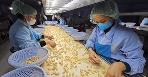 Wholesale Raw <b>Cashew</b> <b>Nuts</b> W240 W320 Organic Food & Beverage Grade Manufacturer Supply Bulk Packing - Product Image 4