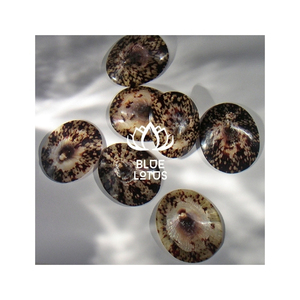 Concha de Limpet MÁS BUSCADAS para Manualidades y Decoración Costera con Acabado Limpio, Forma Única y Textura Distintiva - Product Image 1