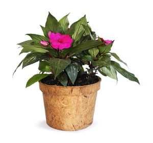 Sustainable Coconut Husk <b>Planting</b> Pot Engineered for Seed Starting and Moisture Controlled Growth - Product Image 3
