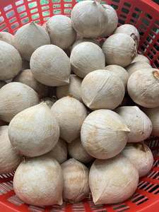 มะพร้าวน้ำหอมเวียดนามสดใหม่ คัดสรรผลไม้ธรรมชาติสำหรับทำน้ำมะพร้าว ของหวาน อาหารแปรรูป บริการจัดเลี้ยง และส่งออก - Product Image 2