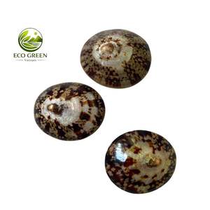 Conchas de Limpet Verdes Naturales con Patrones de Montañas Marinas para Manualidades de Playa, Decoración del Hogar, Limpets Acuáticos Pequeños a Grandes al por Mayor - Product Image 6