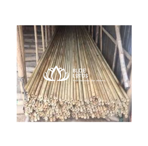 Bambú Natural de Loto Azul de Alta Calidad, Corte Medio, 50cm de Largo, 5-6mm de Diámetro, para Estructuras de Cometas Resistentes, Ciudad de Ho Chi Minh - Product Image 1