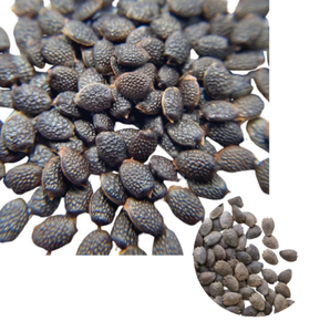 Semillas de Maracuyá de Primera Calidad para Uso Alimentario, Suministro a Granel - Product Image 1