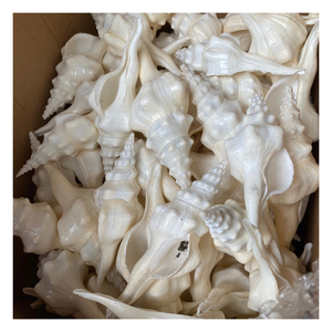 เปลือกหอยสังข์และเปลือกหอยทากคุณภาพพรีเมียมสำหรับตกแต่งภายใน งานฝีมือทำมือ และอุปกรณ์ศิลปะสร้างสรรค์สำหรับผู้ซื้อทั่วโลก - Product Image 1