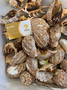 Concha Marina Natural Grande de Cypraea Argus (Ojo de Tigre) para Decoración Artesanal, Venta al por Mayor Directa de Fábrica en Vietnam, Leporicypraea Mappa - Product Image 5