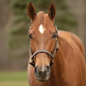 Nuevo Halter de Cuero Plateado de Alta Calidad, Cómodo y Elegante, con Variedad de Colores - Product Image 2