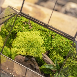 Terrarium en verre style serre avec toit ouvrant pour plantes d'intérieur, succulentes, mousse, décoration intérieure et mise en scène de table - Product Image 2