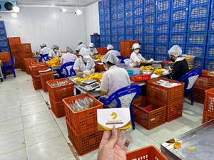 มะม่วงอบแห้งพรีเมียม บรรจุภัณฑ์สุญญากาศ รักษาความสดชื่น เคี้ยวเพลิน หวานอร่อย ผลิตภัณฑ์จากธรรมชาติ แหล่งผลิต เวียดนาม - Product Image 6