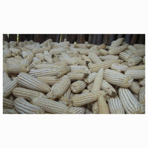 Producto Agrícola al por Mayor, Granos a Granel, Maíz Blanco y Amarillo Seco, Granos de Maíz Secos, Maíz Blanco Seco con Precio Competitivo - Product Image 6