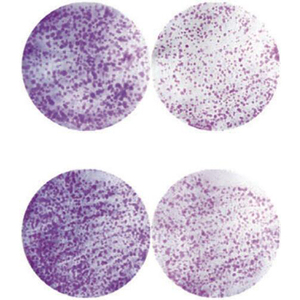 Poudre de pigment inorganique de zinc violet cristallin, marque IGC Maharashtra, pour applications sur revêtements, cuir, céramique et encres - Product Image 3