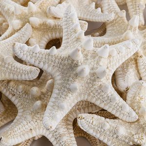 Étoiles de mer séchées pour artisanat et aquariums, prix le plus bas, étoiles de mer naturelles, vente en gros - Product Image 4