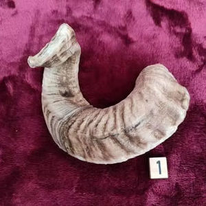 Shofar en corne de buffle naturelle, poli, éco-responsable, pour la décoration des fêtes, conforme aux normes casher - Product Image 1