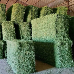 Foin d'alfalfa vert haché pour l'alimentation animale, enrichi en minéraux essentiels et en nutriments 100 % naturels, offrant un foin d'alfalfa frais - Product Image 1