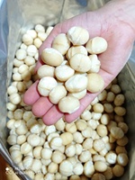 Voedzame Macadamianoten Met Schaal Of Pitten Concurrerende Prijs Van Betrouwbare Vietnam-Leverancier 84 326055616