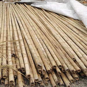 PALOS DE BAMBÚ NATURAL DE ALTA CALIDAD PARA EXPORTACIÓN A VIETNAM - Sra. Alina - Product Image 3