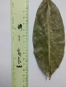 Feuilles de corossol séchées biologiques de haute qualité fraîchement séchées pour le thé et les remèdes // Mme Beatrix - Product Image 2