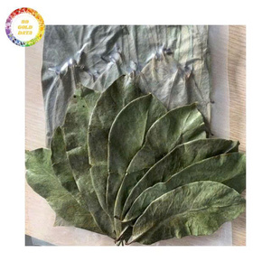 Hojas de guanábana secas cuidadosamente seleccionadas para té de hierbas, extractos botánicos y productos naturales - Product Image 4