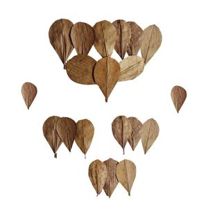Hojas Naturales Secas para Acuario, Pecera, Cuidado de Bettas y Camarones | Menos de 10 cm | Paquete de 20 - Product Image 4
